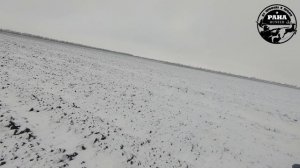 Охота на зайца по ПЕРВОМУ СНЕГУ. ЗАЯЦ ПОДНЯЛСЯ ИЗ ПОД НОГ. Самая УДАЧНАЯ охота сезона 2021-2022.