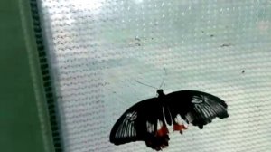 Выставка бабочек в Москве