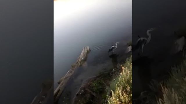 Ловили рыбу, поймали цаплю. .Ловля цапли на кормак смотреть онлайн
