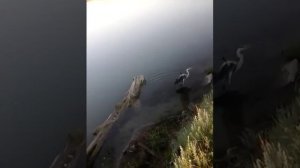 Ловили рыбу, поймали цаплю. .Ловля цапли на кормак