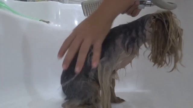 КАК МЕНЯ МОЮТ || КАК НАДО МЫТЬ СОБАКУ || HAPPY PETS