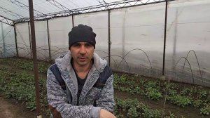 #Надёжный способ от ржавчины на хризантеме#