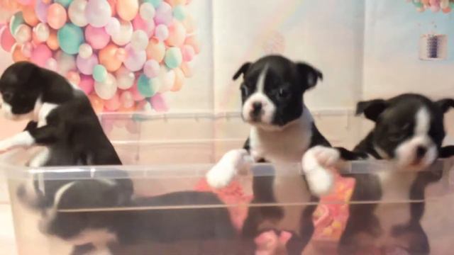 Московский Шарм Бостон -мои девочки