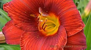 Лилейник гибридный Чикаго Апач (chicago apache) ? обзор: как сажать, рассада лилейника Чикаго Апач