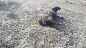 ОТАРА РАСТЕТ ОВЦА РОЖАЕТ