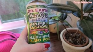 Полив и подкормка ФИКУСА зимой. Новый отросток. Опадание листьев.