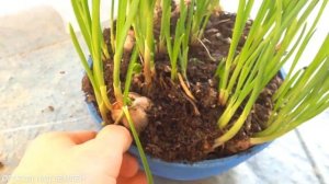 ЧЕСНОК НА ЗЕЛЕНЬ,НА ПОДОКОННИКЕ,ЗИМОЙ/РЕЗУЛЬТАТ.