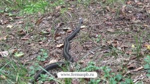 Гадюка обыкновенная