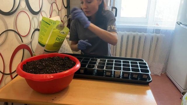 Рискнула всем/Посев петунии на рассаду/Ранний посев петунии/Зачем я так рано сею петунию?/
