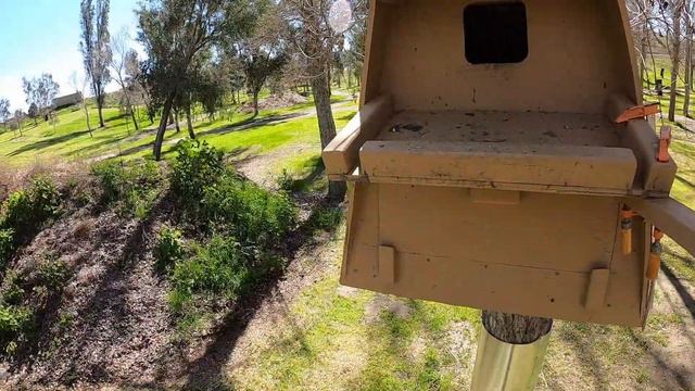 Oranco Barn Owl Colony Update - March 8 2024