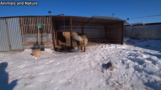 Кавказские овчарки правильное питание