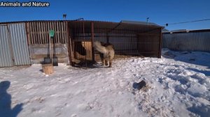 Кавказские овчарки правильное питание