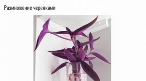 Цветок сеткреазия пурпурная, полосатая и зеленая Уход в домашних условиях Размножение черенками