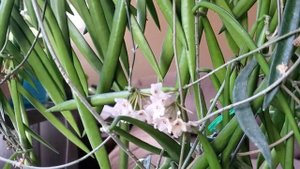 Hoya Sheperdii blooming- Цветените Хойя Шеперди