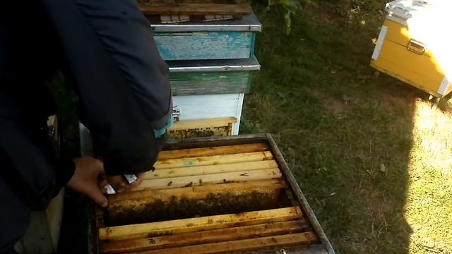 ФОРМИРУЕМ СЕМЬЮ БАКФАСТ В ЗИМУ В19 смотреть онлайн