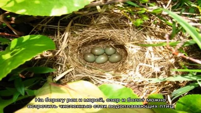 Боровая дичь