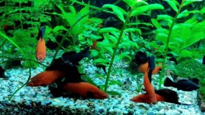 Флаговый берлинский меченосец.(меченосец бабочка) банка 500литров.