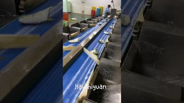 Fish weight sorting machine #seafoodprocessing #food #seafood #fishing #equipment