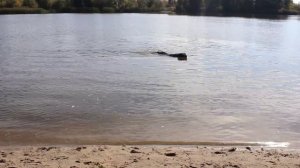 Собака супер пловец. Ньюфаундленд плавает.