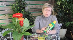 Огурцы на подоконнике 《Часть 2 на ХитсадТВ》