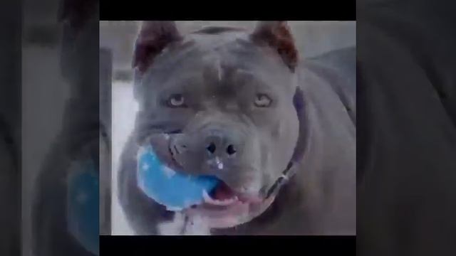 Pitbull edit l edit смотреть онлайн