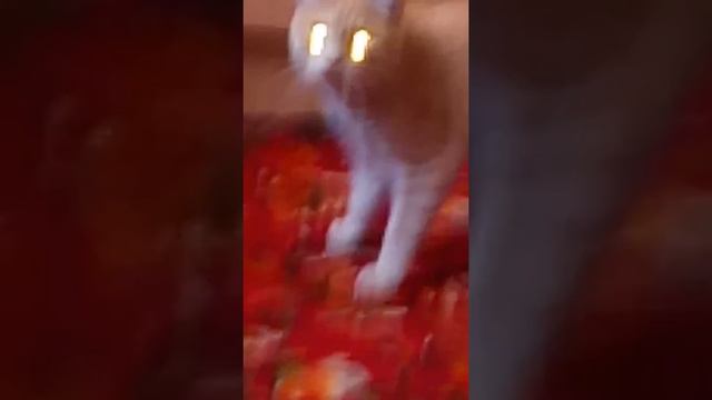 Кот Сатана