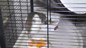 Ошибки в содержании крыс. Домашние крысы