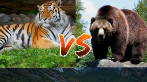 #Амурский тигр против Гризли// Amur tiger against grizzly// Animals Battle//
