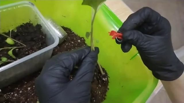 Прививка баклажана на томат для хорошего урожая в Московской области в открытом грунте смотреть онлайн