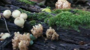 Необычные грибы