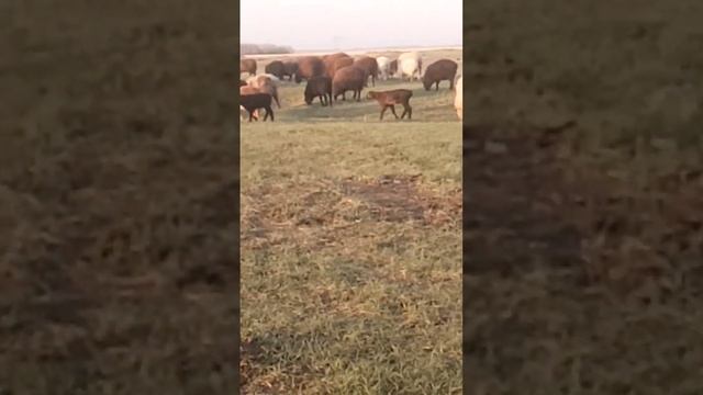 Какую машинку для стрижки овец купить? смотреть онлайн