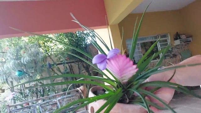 Bela bromelia tillandsia cyanea e muitas flores no jardim. смотреть онлайн