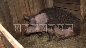Из-за африканской чумы свиней, домашних животных забивают в Воротынском районе