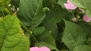 Гортензия крупнолистная "Блаумайзе" (Hydrangea macrophylla 'Blaumeise')