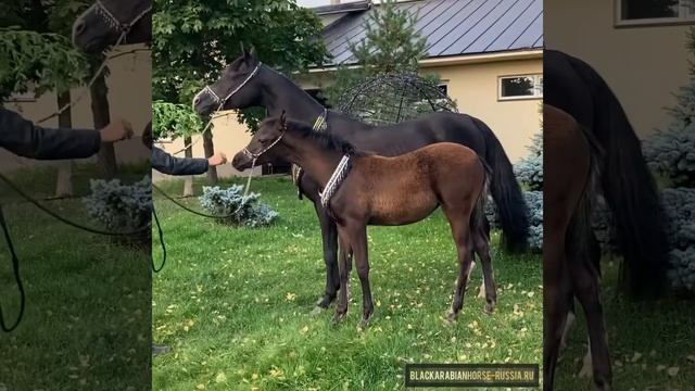 Вороная чистокровнпя арабская лошадь на продажу - Шайн Леди 2021г.р смотреть онлайн