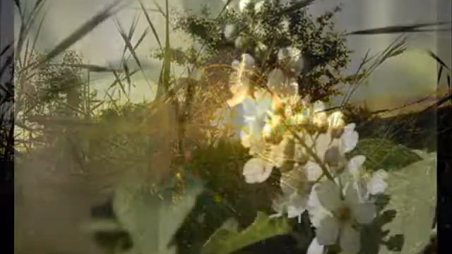 Белой акации гроздья душистые романс смотреть онлайн