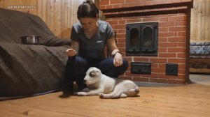 (Урок с Удачей 3) Как научить щенка различать команды МОЖНО и НЕЛЬЗЯ