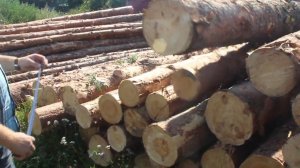 Точковка леса