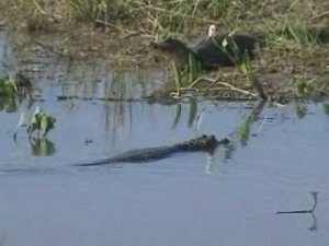 Аллигаторы