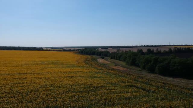 Ролик с подсолнухами на dji spark смотреть онлайн