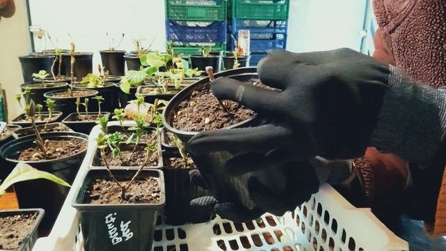 Зимовка молодых саженцев крупнолистной гортензии, мои ошибки!🌱🌱🌱#гортензия