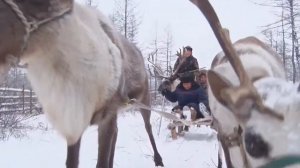 15 МИНУТ ИЗ ЖИЗНИ ОЛЕНЕВОДОВ В ТАЙГЕ