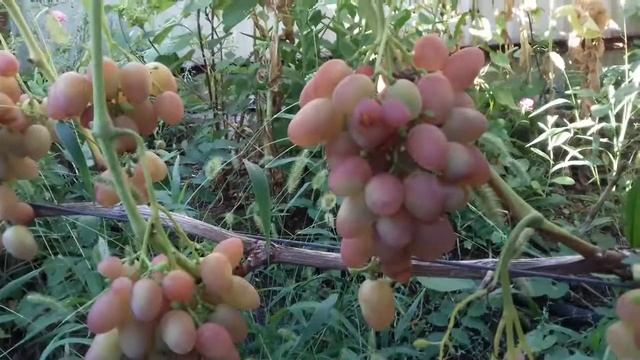 Виноград Парижанка. Сезон 2017 смотреть онлайн