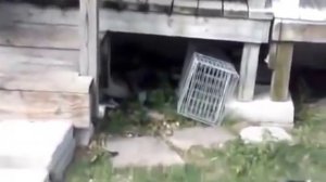 Приколы с котами - чудик