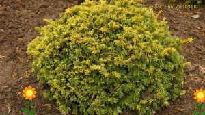 Тис ягодный Саммерголд. Краткий обзор, описание характеристик taxus baccata Summergold