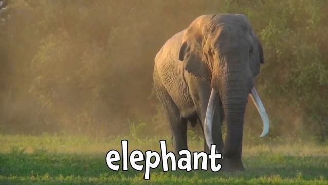 What Animal Am I? | Animal Sound Guessing Games for Kids! | Kids Learning Videos смотреть онлайн