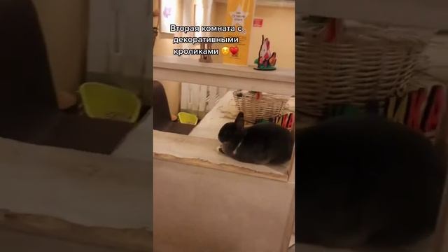 обзор на наше антикафе с кроликами ?❤️ #зайкафе #антикафемосква #зоопарк