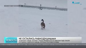 Сотрудники транспортной полиции спасли замерзающего лебедя в акватории Невской губы