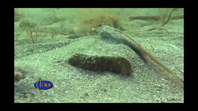 Мешканці Чорного моря 2. Дітям про риб. Скат. Морський коник. Бички. Різні риби та їх звички. смотреть онлайн