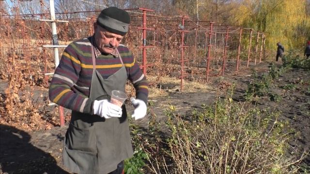 Обязательные  виды   работ с кустом крыжовника осенью - залог высокого урожая !